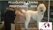 CURSO DE PELUQUERÍA PROFESIONAL CANINA 2016 QUITO ECUADOR