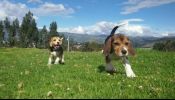 vendo exelentes ejemplares Beagle tricolor envíos a.todo el.país por TAME.cargo vía aérea.