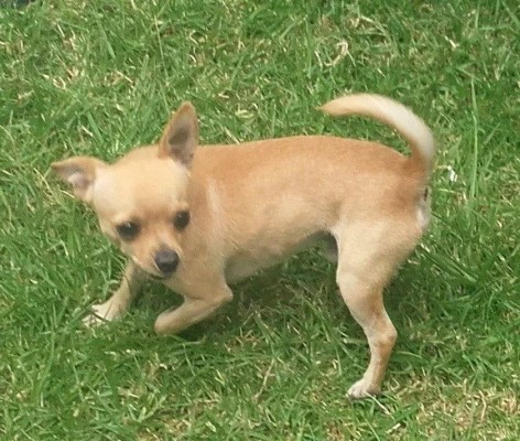 Chihuahua PURO para montas