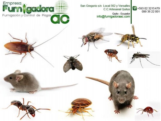 profecionales de control de plagas 0993622001 whatsapp y fumigaciones insectos roedores ratas