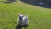 Hermosos West Highland White Terrier Westy Westies Disponibles