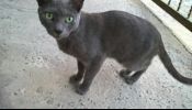 Gato extraviado LAS ACACIAS RECOMPENSA $100