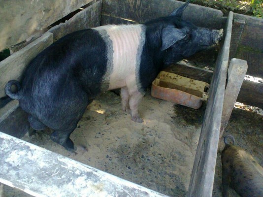 Venda de cerdos reproductores de raza en pie