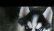Cachorritos Husky Siberiano muy buena genética ojos azules